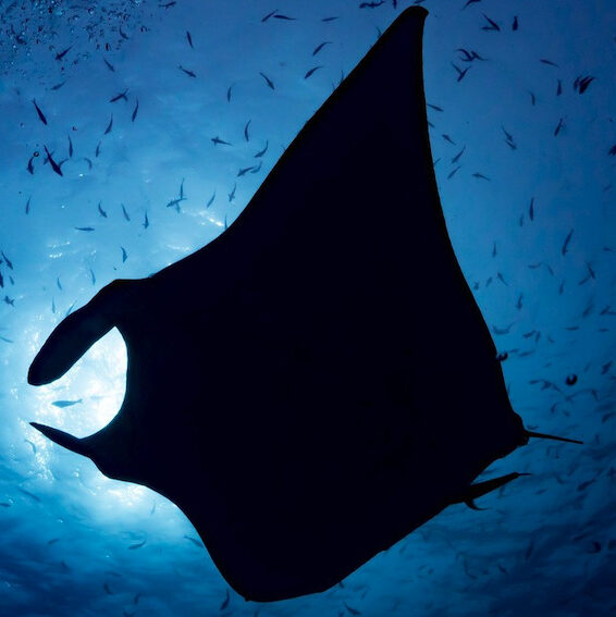 ptmantaのアバター